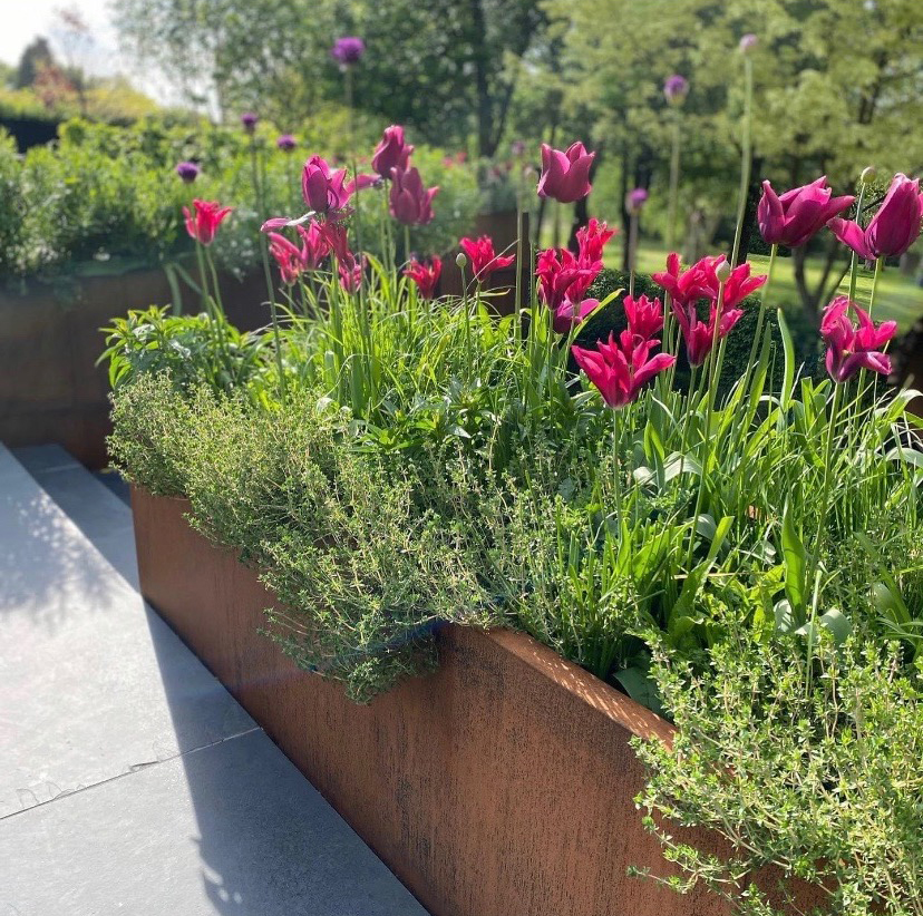 Pink flowers in a flowerbed